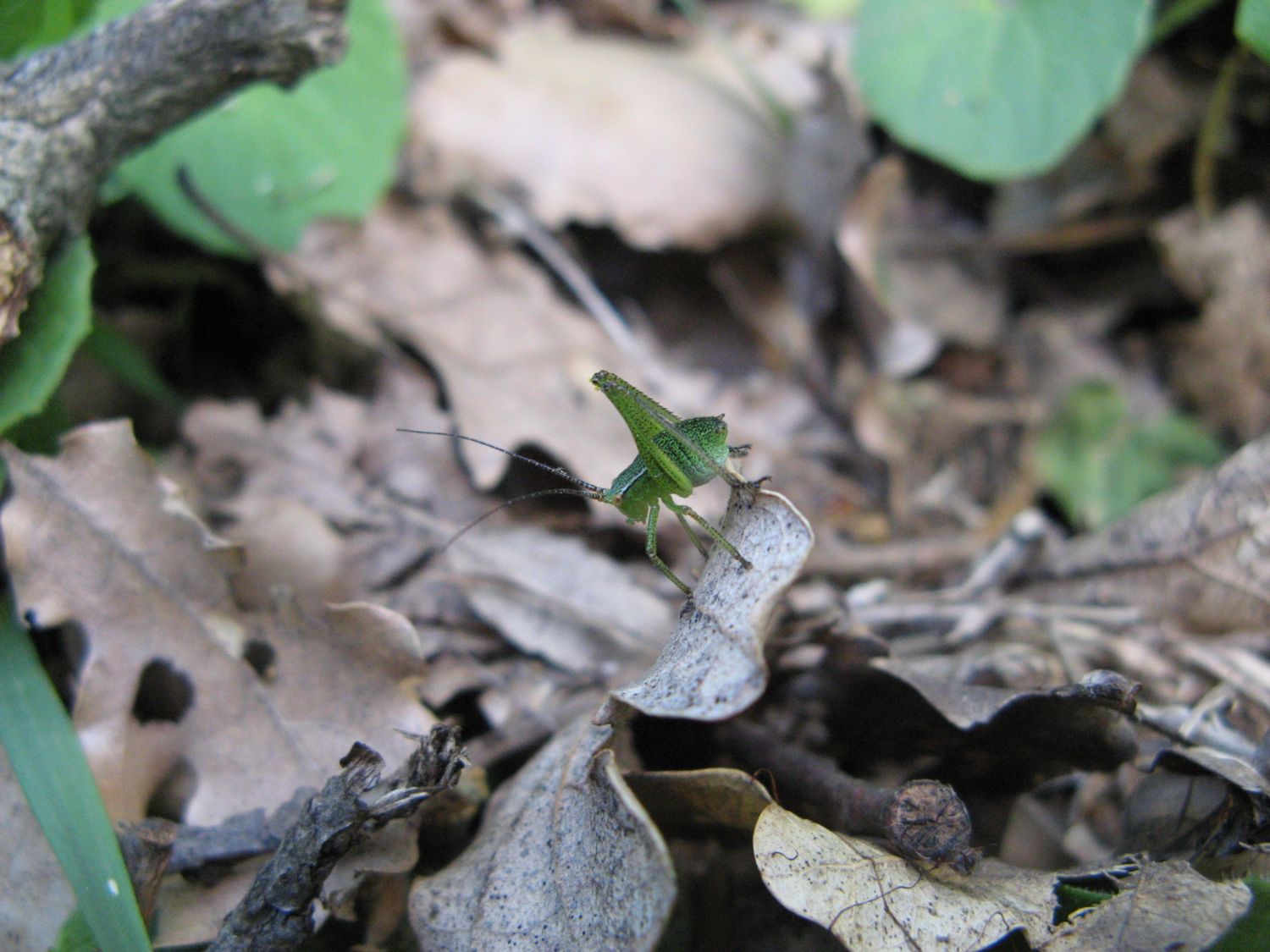 Neanide di Phaneropteridae